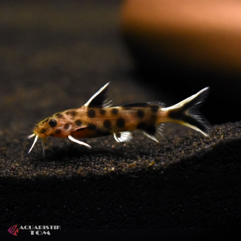 Zwerg Kuckucks-Fiederbartwels, Synodontis lucippinis